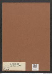 Eunotia bactriana Ehr. (de-Toni-Nr.: Genus 104, Species 3170) Zeichnungen Sammlung Grunow Mappe 03415 (Herbarium_W_Grunow_drawings_Folder_03415)